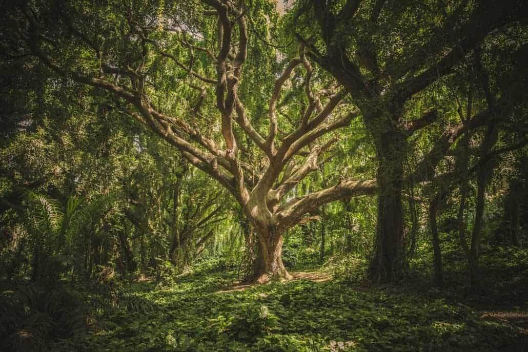 Old oak trees and greenery along the Wood River